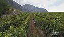 Vendemmia anticipata in Trentino