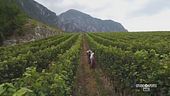 Vendemmia anticipata in Trentino