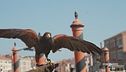 L'arte della falconeria