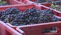 Vendemmia nelle Langhe