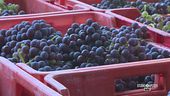 Vendemmia nelle Langhe