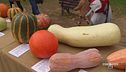 Tutte le varietà della zucca