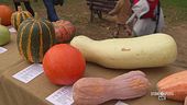 Tutte le varietà della zucca