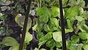 La prima vertical farm in Italia