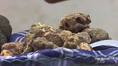Il tartufo bianco