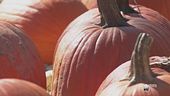 La zucca