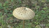 Andare a funghi