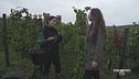 Segreti e curiosità delle famose bollicine