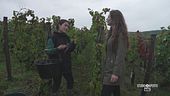 Segreti e curiosità delle famose bollicine
