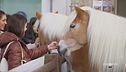 Fieracavalli di Verona