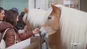 Fieracavalli di Verona