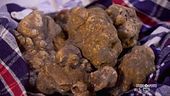 Il tartufo umbro di Citta di Castello