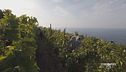 Un'associazione per il vino delle Cinque Terre