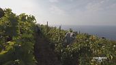 Un'associazione per il vino delle Cinque Terre