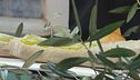 Castiglion Fiorentino, l'arrivo dell'olio nuovo