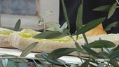 Castiglion Fiorentino, l'arrivo dell'olio nuovo