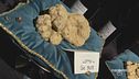 Il tartufo di Alba