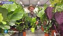La calathea