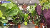 La calathea