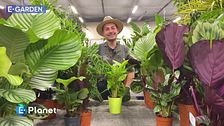 La calathea