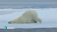 Salviamo l'orso polare