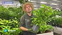 E-Garden: il pothos