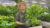 E-Garden: il pothos