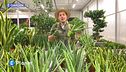 E-Garden: l'aloe vera