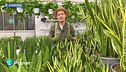 E-Garden: la Sansevieria Cylindrica e la Sansevieria trifasciata