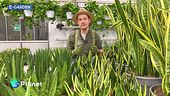E-Garden: la Sansevieria Cylindrica e la Sansevieria trifasciata