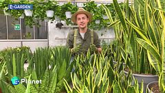 E-Garden: la Sansevieria Cylindrica e la Sansevieria trifasciata