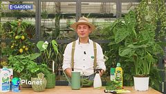 La Monstera deliciosa