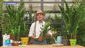 Una pianta per i principianti del giardinaggio