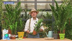 Una pianta per i principianti del giardinaggio