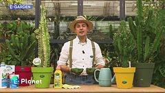 E-Garden: Euphorbia Eritrea