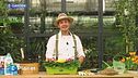 E-Garden: le primule