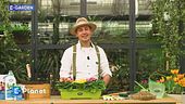 E-Garden: le primule