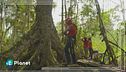 La storia di copertina - gli alberi giganti