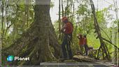 La storia di copertina - gli alberi giganti