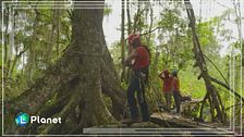 La storia di copertina - gli alberi giganti