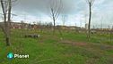 Campagna in città, il progetto CasciNet