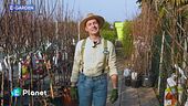 E-Garden: gli alberi da frutto