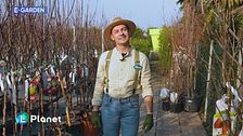 E-Garden: gli alberi da frutto