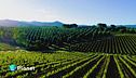Vino e climate change
