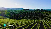 Vino e climate change