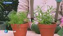 E-Garden: il dragoncello e l'aneto