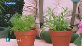 E-Garden: il dragoncello e l'aneto