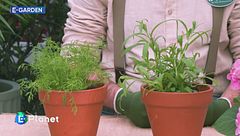 E-Garden: il dragoncello e l'aneto