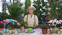 E-garden: le azalee
