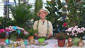 E-garden: le azalee